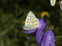 Lysandra coridon 16, Bleek blauwtje, female, Saxifraga-Marijke Verhagen
