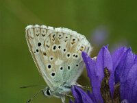 Lysandra coridon 160, Bleek blauwtje, Saxifraga-Theo Verstrael