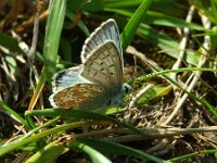 Lysandra coridon 169, Bleek blauwtje, Saxifraga-Theo Verstrael