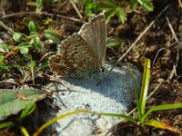 Lysandra coridon 170, Bleek blauwtje, Saxifraga-Theo Verstrael
