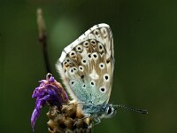 Lysandra coridon 171, Bleek blauwtje, Saxifraga-Theo Verstrael
