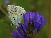 Lysandra coridon 172, Bleek blauwtje, Saxifraga-Theo Verstrael