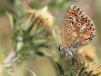 Lysandra coridon 174, Bleek blauwtje, Saxifraga-Lieven Decrick