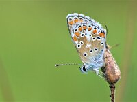 Lysandra coridon 175, Bleek blauwtje, Saxifraga-Lieven Decrick