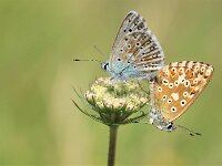 Lysandra coridon 176, Bleek blauwtje, Saxifraga-Lieven Decrick