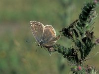 Lysandra coridon 18, Bleek blauwtje, female, Vlinderstichting-Kars Veling