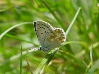 Lysandra coridon 30, Bleek blauwtje, male, Vlinderstichting-Henk Bosma