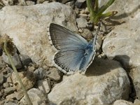 Lysandra coridon 33, Bleek blauwtje, male, Saxifraga-Marijke Verhagen