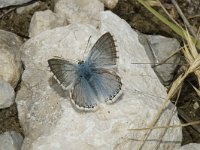 Lysandra coridon 35, Bleek blauwtje, male, Saxifraga-Marijke Verhagen