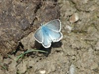 Lysandra coridon 36, Bleek blauwtje, male, Saxifraga-Jan van der Straaten