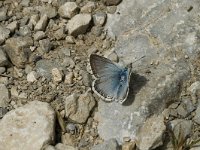 Lysandra coridon 37, Bleek blauwtje, male, Saxifraga-Marijke Verhagen
