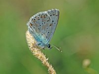 Lysandra coridon 42, Bleek blauwtje, Vlinderstichting-Albert Vliegenthart