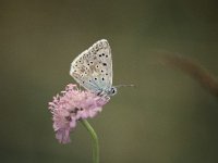 Lysandra coridon 44, Bleek blauwtje, Vlinderstichting-Albert Vliegenthart