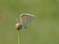 Lysandra coridon 46, Bleek blauwtje, Vlinderstichting-Albert Vliegenthart
