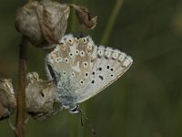 Lysandra coridon 48, Bleek blauwtje, Saxifraga-Willem van Kruijsbergen