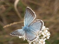 Lysandra coridon 53, Bleek blauwtje, Vlinderstichting-Kars Veling