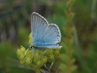 Lysandra coridon 54, Bleek blauwtje, Saxifraga-Marijke verhagen