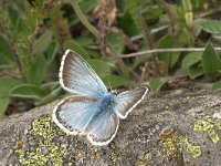 Lysandra coridon 55, Bleek blauwtje, Vlinderstichting-Kars Veling