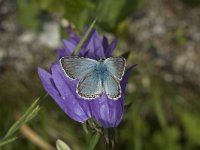 Lysandra coridon 56, Bleek blauwtje, Saxifraga-Marijke Verhagen