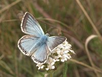 Lysandra coridon 57, Bleek blauwtje, Vlinderstichting-Kars Veling