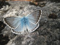 Lysandra coridon 63, Bleek blauwtje, male, Saxifraga-Mireille de Heer