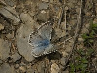 Lysandra coridon 74, Bleek blauwtje, male, Saxifraga-Jan van der Straaten