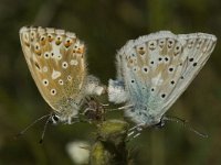 Lysandra coridon 8, Bleek blauwtje, Saxifraga-Marijke Verhagen