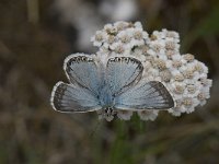 Lysandra coridon 81, Bleek blauwtje, Saxifraga-Willem van Kruijsbergen