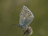 Lysandra coridon 82, Bleek blauwtje, Saxifraga-Willem van Kruijsbergen