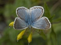 Lysandra coridon 94, Bleek blauwtje, Saxifraga-Willem van Kruijsbergen
