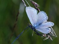 Maculinea alcon 52, Gentiaanblauwtje, Saxifraga-Theo Verstrael