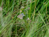 Maculinea alcon 54, Gentiaanblauwtje, female, Saxifraga-Theo Verstrael