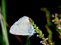 Maculinea alcon 55, Gentiaanblauwtje, Saxifraga-Theo Verstrael