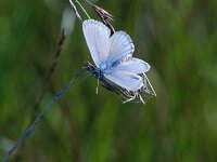 Maculinea alcon 56, Gentiaanblauwtje, Saxifraga-Theo Verstrael