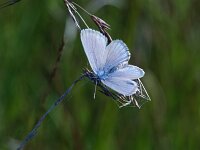 Maculinea alcon 57, Gentiaanblauwtje, Saxifraga-Theo Verstrael