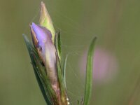 Maculinea alcon 58, Gentiaanblauwtje, Saxifraga-Lieven Decrick