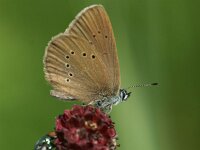 Maculinea nausithous 12, Donker pimpernelblauwtje, Saxifraga-Theo Verstrael