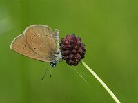 Maculinea nausithous 13, Donker pimpernelblauwtje, Saxifraga-Theo Verstrael