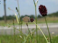 Maculinea nausithous 15, Donker pimpernelblauwtje, Saxifraga-Theo Verstrael