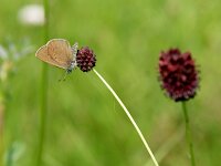 Maculinea nausithous 16, Donker pimpernelblauwtje, Saxifraga-Theo Verstrael