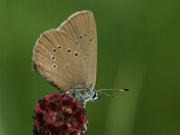Maculinea nausithous 17, Donker pimpernelblauwtje, Saxifraga-Theo Verstrael