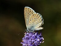 Maculinea teleius 14, Pimpernelblauwtje, Saxifraga-Theo Verstrael