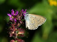 Maculinea teleius 17, Pimpernelblauwtje, Saxifraga-Theo Verstrael