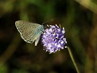 Maculinea teleius 19, Pimpernelblauwtje, Saxifraga-Theo Verstrael