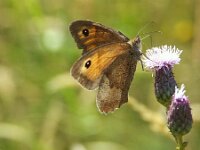 Maniola jurtina 120, Bruin zandoogje, Saxifraga-Theo Verstrael