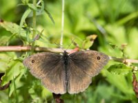 Maniola jurtina 122, Bruin zandoogje, female, Saxifraga-Theo Verstrael