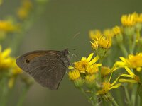 Maniola jurtina 124, Bruin zandoogje, Saxifraga-Theo Verstrael