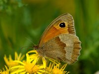 Maniola jurtina 125, Bruin zandoogje, Saxifraga-Theo Verstrael