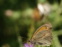 Maniola jurtina 126, Bruin zandoogje, Saxifraga-Theo Verstrael