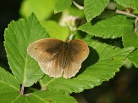 Maniola jurtina 127, Bruin zandoogje, Saxifraga-Theo Verstrael  Bruin zandoogje